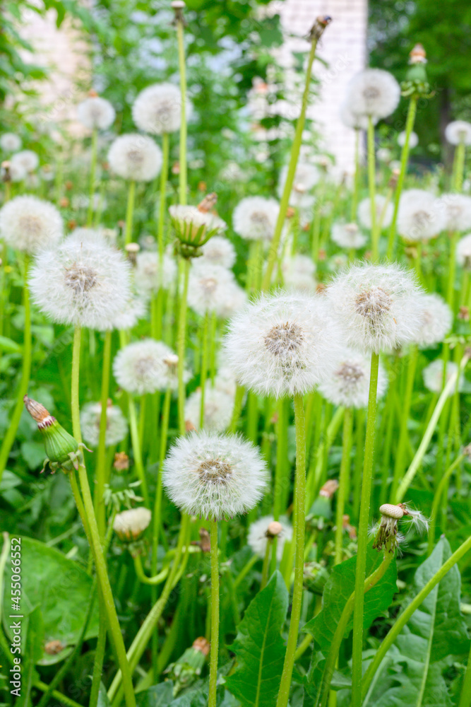 Glade of fresh meadow dandelions on a sunny spring day. Flowering dandelions. Excellent background for the expression of spring mood. Dandelion plant with a fluffy bud.
