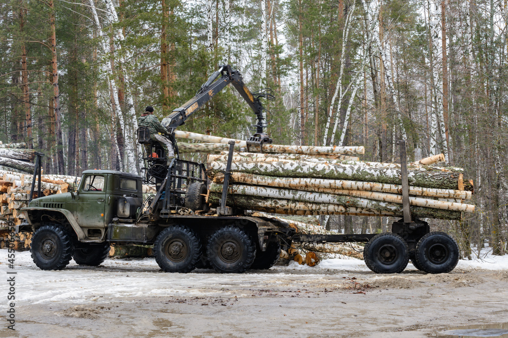 Obraz premium Special vehicles for transporting timber. Loading birch logs onto special vehicles. Wood industry.