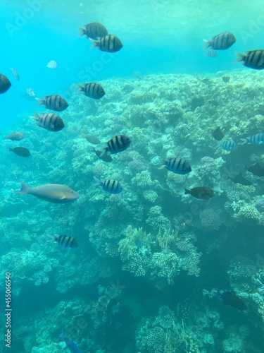 coral reef and diver © Fatima