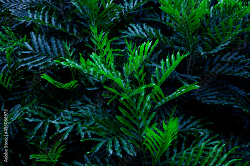 Fototapeta Naklejka Na Ścianę i Meble -  Full Frame of Green Leaves Pattern Background, Nature Lush Foliage Leaf  Texture , tropical leaf