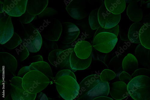 closeup nature view of tropical leaves background  dark nature concept