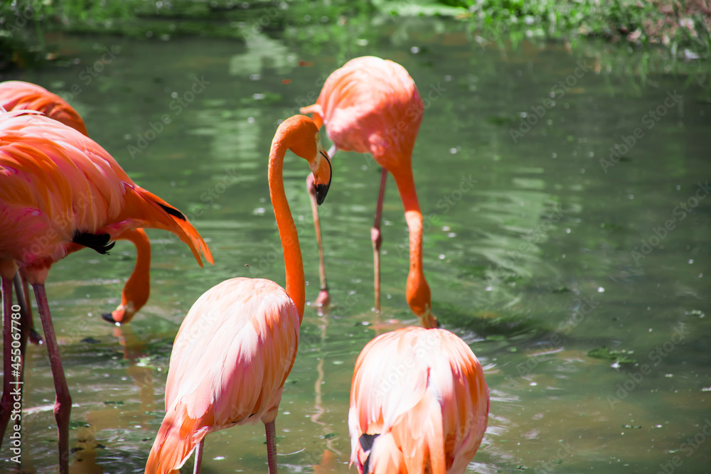 Flock of pink flamingos are bent over for food from the water. Flock of pink flamingos are bent over for food from the water.