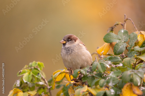 sparrow on a branch of wild rose