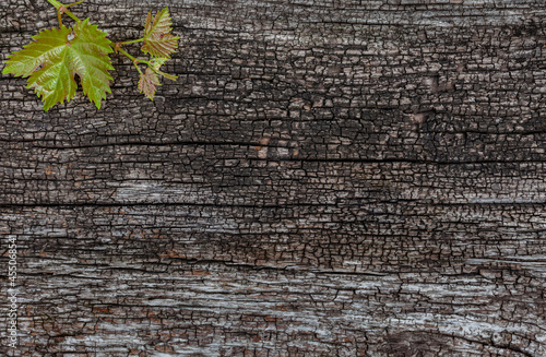 natural wood aged surface with grape leaf in the corner