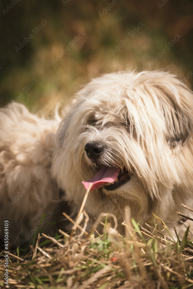 Kartoffelernte in Deutschland, süßer Hund auf dem Feld Kartoffelernte in Deutschland, süßer Hund auf dem Feld