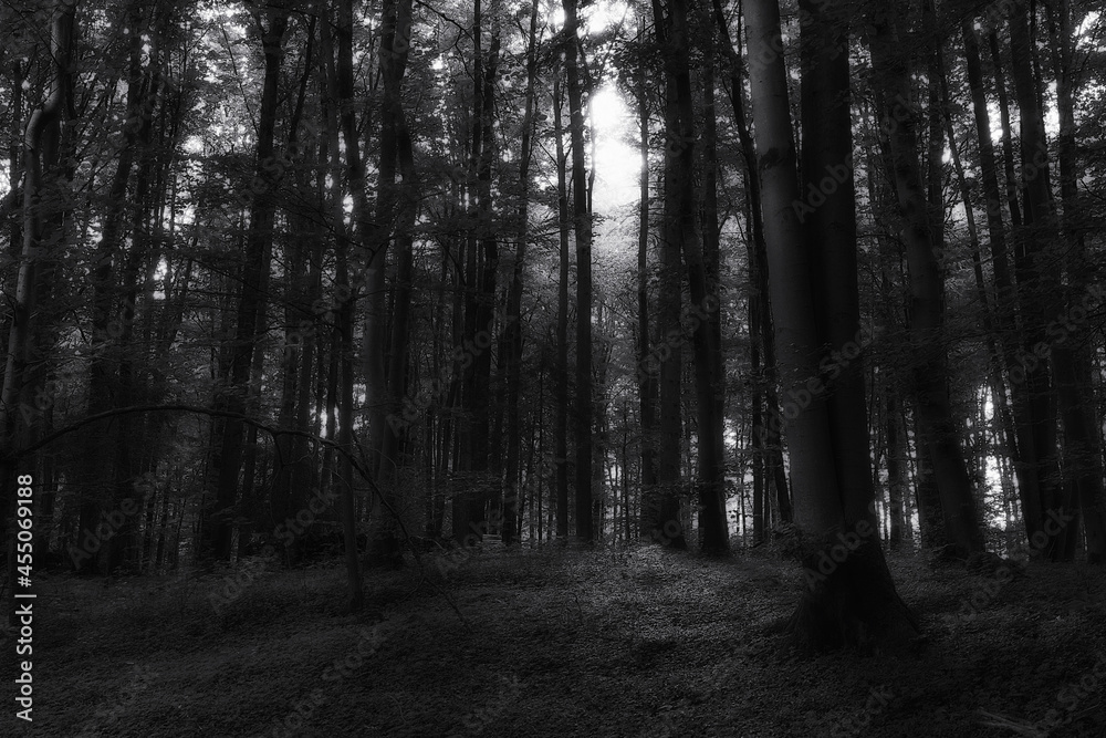 Fototapeta premium Sonnenuntergang im Wald in Oberfranken im September, früher Herbst