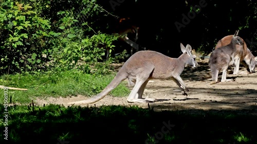 The red kangaroo, Macropus rufus is the largest of all kangaroos, the largest terrestrial mammal native to Australia, and the largest extant marsupial. photo