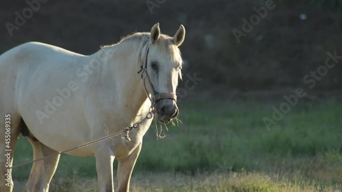 White horses eating in the field at sunset