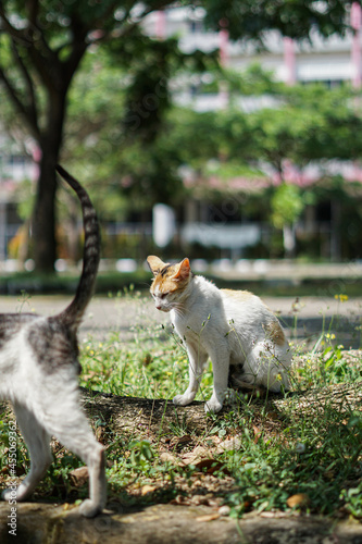 A wild cat with a funny face