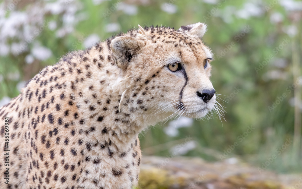 cheetah stare cheetah stare