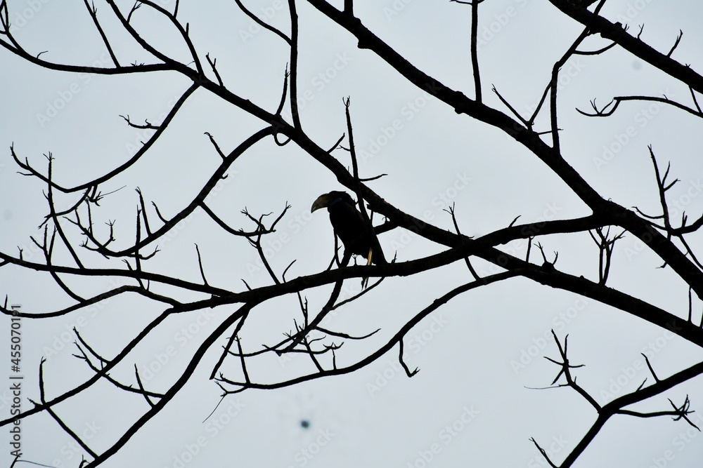 birds on branches birds on branches