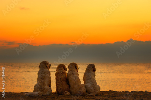 Photography four golden retriever dogs sitting on the beach watching sunset