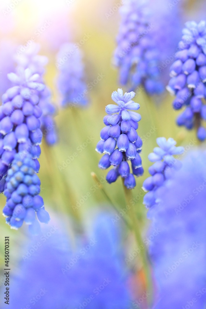 Closeup macro of purple flowers in spring