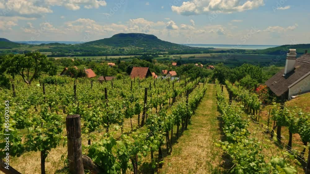 Cultivated grapevines in a vinery in early summer or spring. Famous wine region Badacsony, Hungary, Balaton.