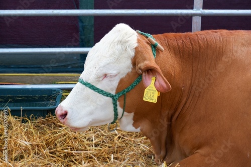 head of a resting multicolor hungarian dual purpuse cow laying on straw in paddock in an agricultural exhibition in Debrecen, Hungary photo