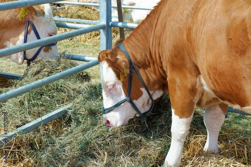 Hungarian multicolor dual purpuse cows eating hay in paddock in an agricultural exhibition in Hungary photo