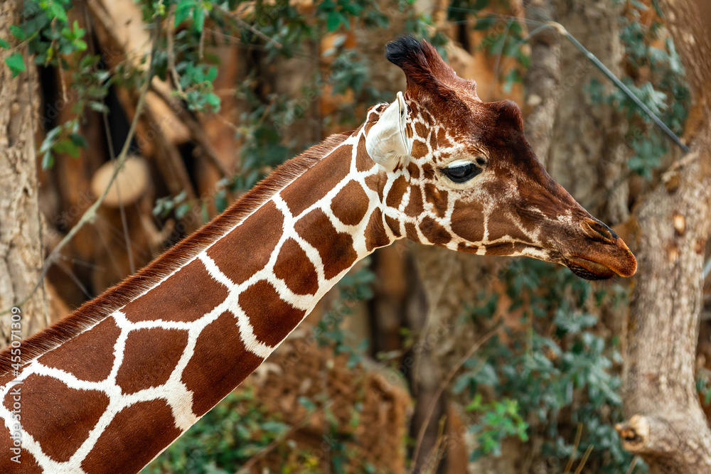 Obraz premium Big Giraffe trees on the back