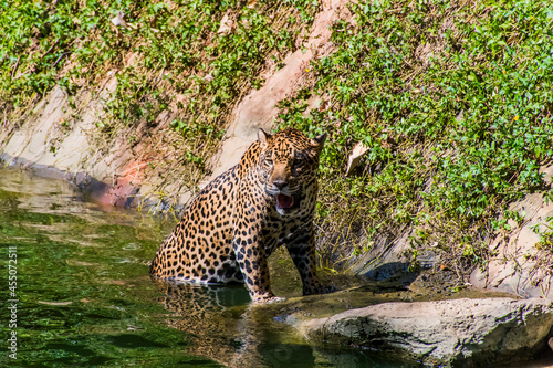 A leopard is rising from the pond.