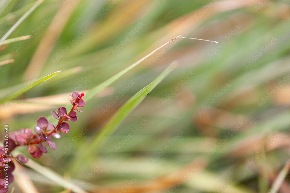 Thunberg barberry branch after rain in the grass. Selective focus, close-up. Thunberg barberry branch after rain in the grass. Selective focus, close-up.