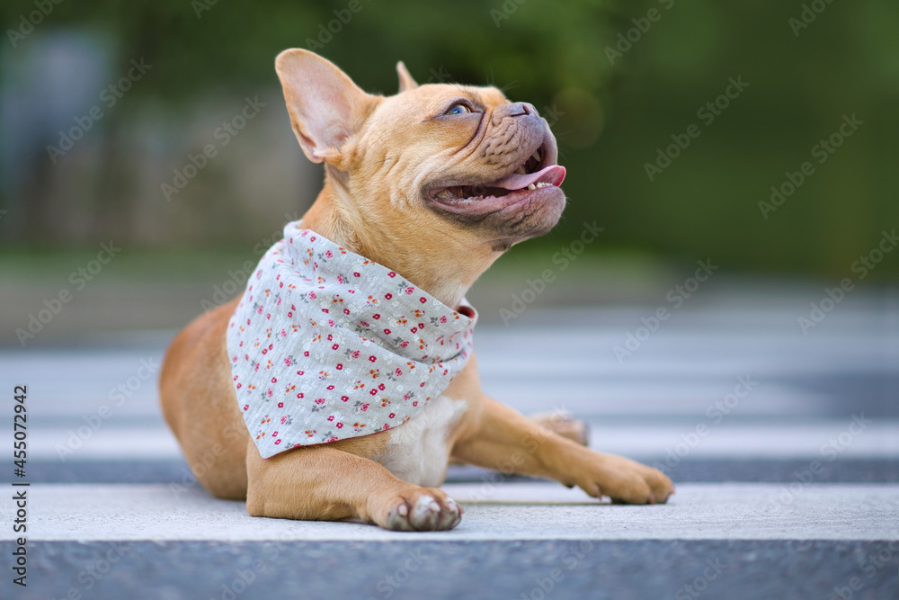 Red French Bulldog dog wearing a floral bandanna around neck
