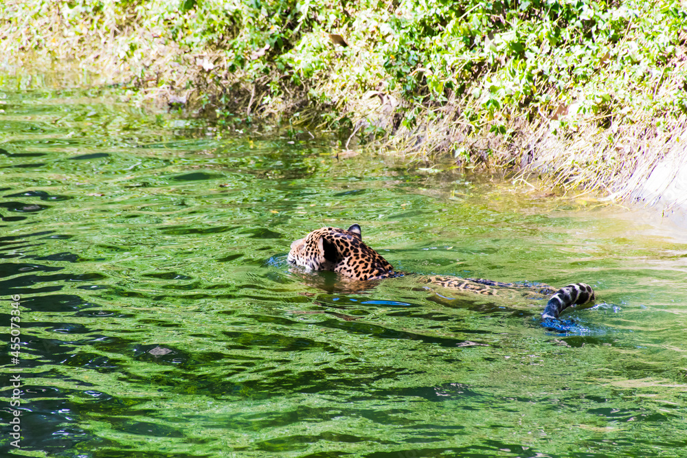 Pictures of leopards that are floating in the water. Stock Photo ...