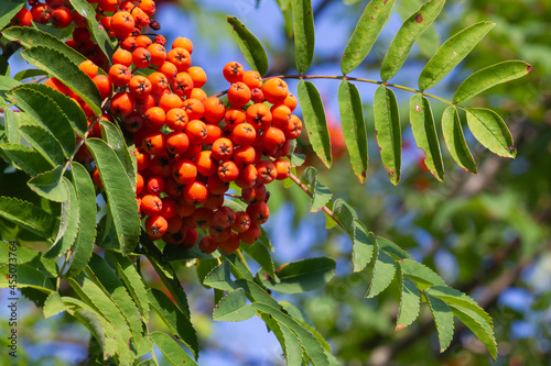 a bunch of rowan berries hangs on a branch