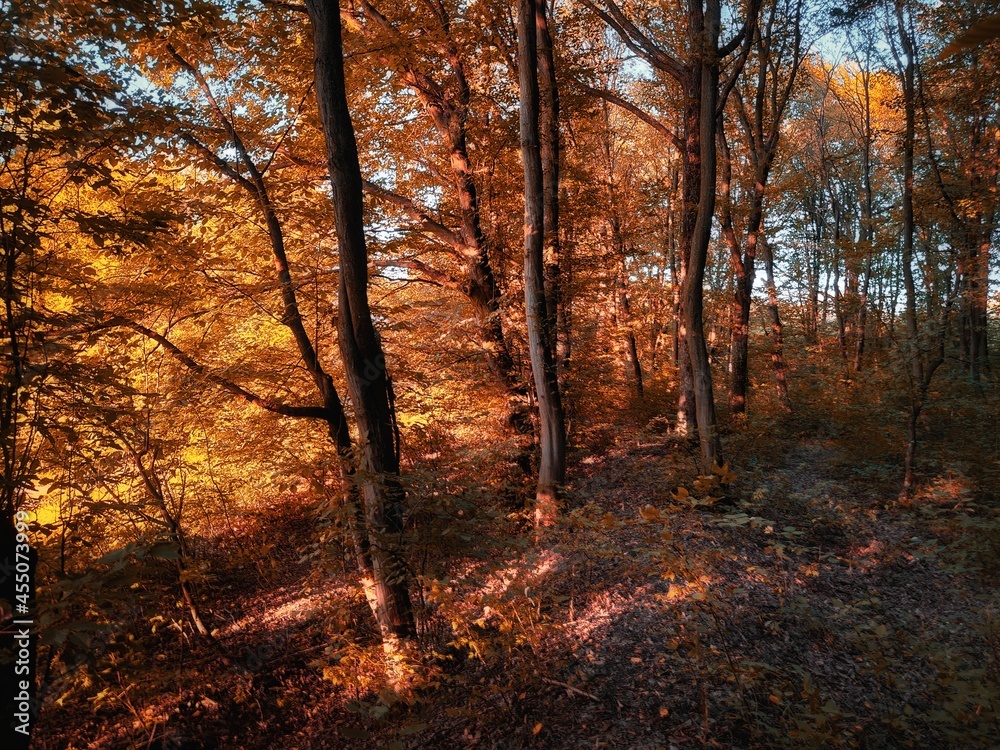 Magical morning forest in fall colors. Orange leaves on the trees. Autumn landscape. 