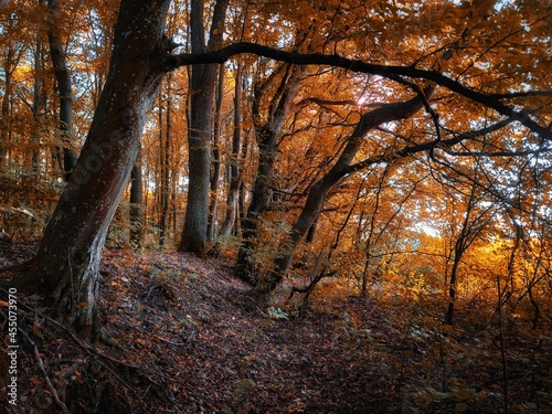 Fairy autumn forest in the morning  a magical place  yellow and orange leaves on the trees. Autumn colors in the park. 