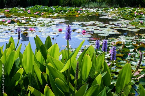 beautiful sunny green pond view with water lilis and purple flowers in summer in the Bikas park in Budapest, Hungary