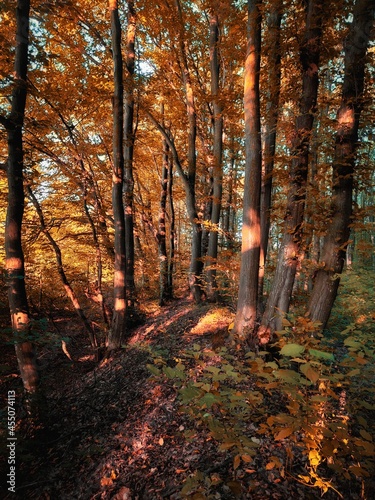 Atmospheric autumn forest in Europe. Yellow and orange leaves on the trees in the morning forest. Beautiful background. © Nazarii