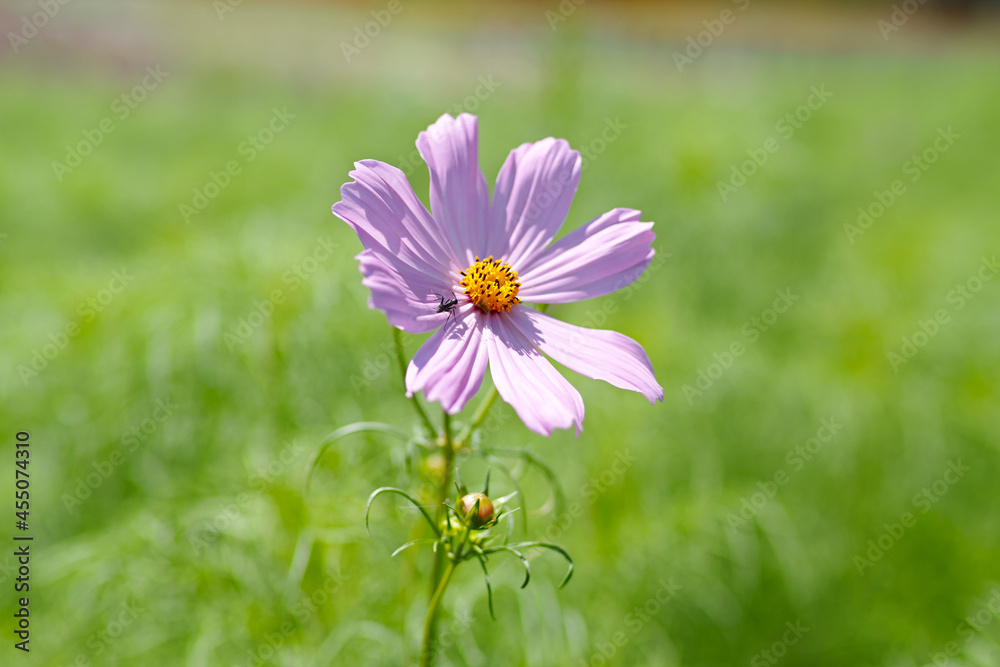 Obraz premium 秋桜