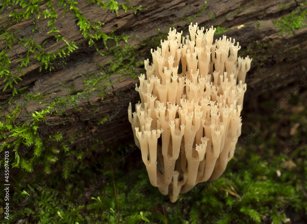 Rare mushrooms growing on a mossy tree. Ramaria pulcherrima. Rare mushrooms growing on a mossy tree. Ramaria pulcherrima.