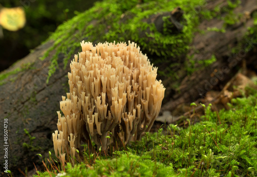 Rare mushrooms growing on a mossy tree. Ramaria pulcherrima.