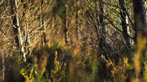 Broussailles dans la forêt des Landes de Gascogne. La forêt est baignée d'une lumière mordorée, pendant le coucher du soleil