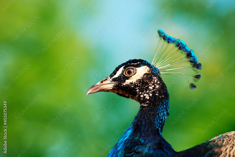Portrait of wild beautiful peacock with feathers on a blur background Portrait of wild beautiful peacock with feathers on a blur background