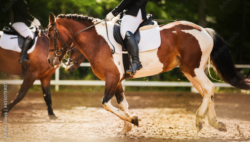 A beautiful piebald horse with a rider in the saddle and with a braided mane quickly gallops through the arena past another horse on a sunny summer day. Equestrian sports. Horse riding. A beautiful piebald horse with a rider in the saddle and with a braided mane quickly gallops through the arena past another horse on a sunny summer day. Equestrian sports. Horse riding.