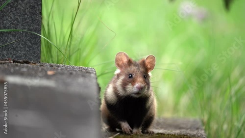 European hamster on the Vienna cemetery. European wildlife. Curious hamster.