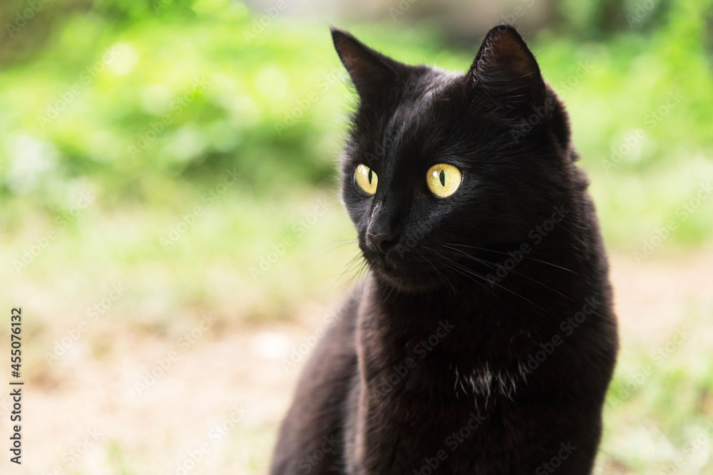 Beautiful bombay black cat portrait in profile with yellow eyes on green nature bokeh background close up, copy space