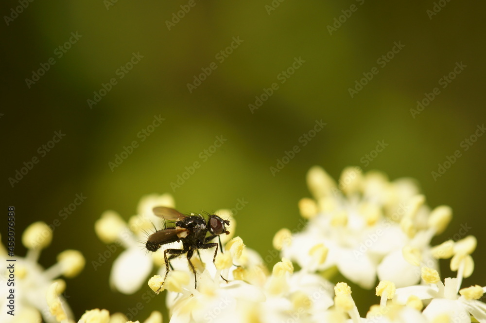 A small dragonfly collects pollen from white flowers. Insects in nature. A small dragonfly collects pollen from white flowers. Insects in nature.