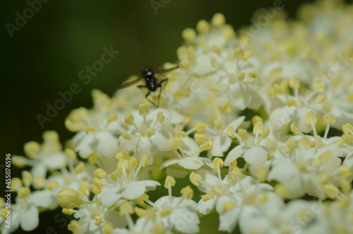 A small dragonfly collects pollen from white flowers. Insects in nature.
