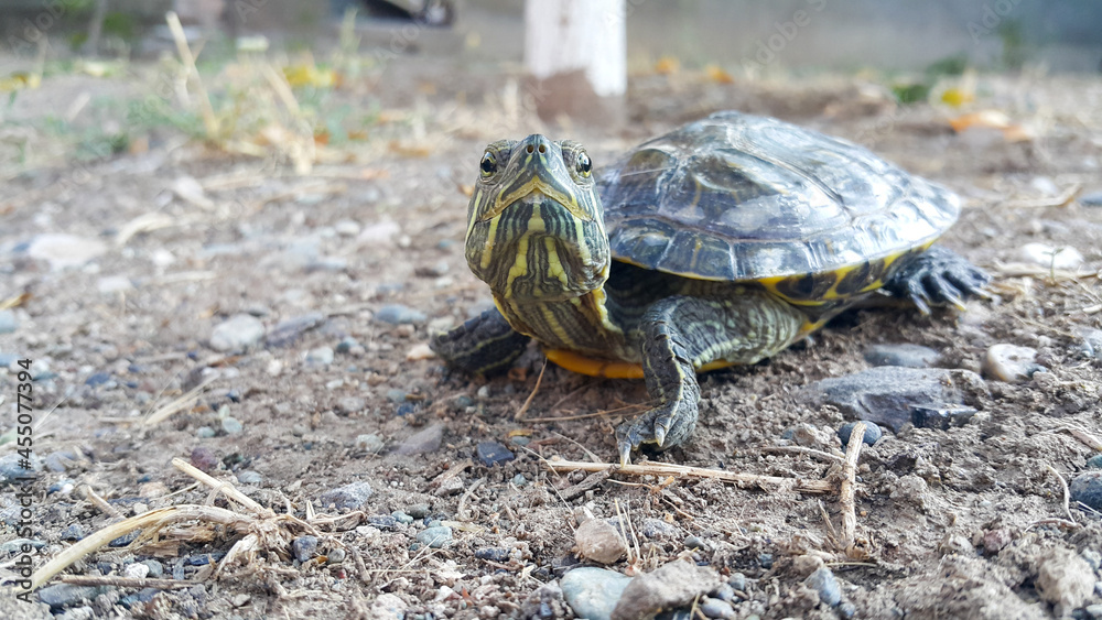 Obraz premium A red-eared turtle. A reptile and an aquatic animal.