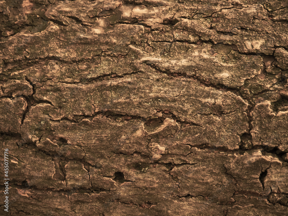 Wood texture. Macro. Wood background Wood texture. Macro. Wood background