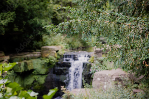 Jesmond Dene pinetree with defocused waterfall in the background during summertime in Newcastle North England