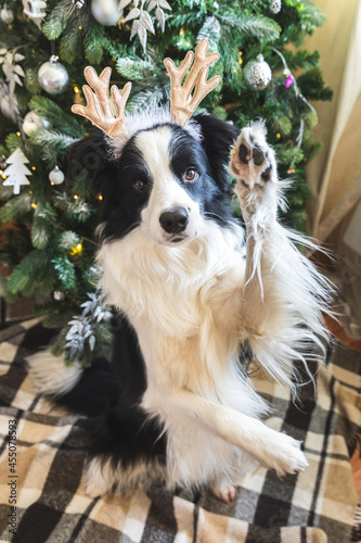 Funny portrait of cute puppy dog border collie wearing Christmas costume deer horns hat near christmas tree at home indoors background. Preparation for holiday. Happy Merry Christmas concept.