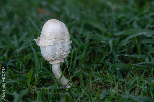 Many white mushrooms on the lawn photo