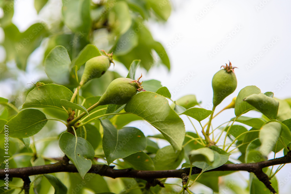 Fototapeta premium A branch of a pear with ripening fruits.Small pears grow on a branch in the garden.A tree with fruits and foliage.A small pear tree in the garden.