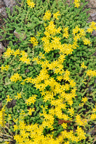 Yellow Sedum flowers in the garden 
