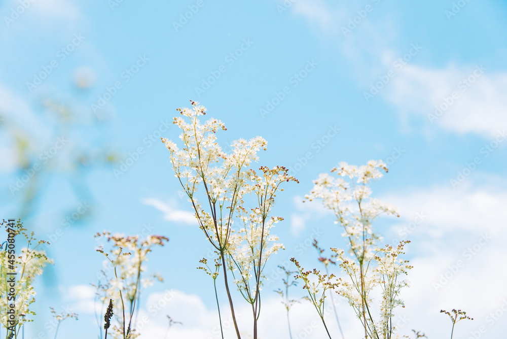 Fototapeta premium Meadowsweet, or Labaznik (lat. Filipéndula) is a genus of perennial grasses of the Rosaceae family. Meadow on a sunny summer day. 