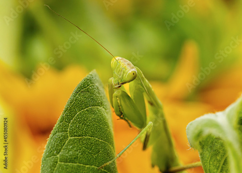 The European Mantis photo