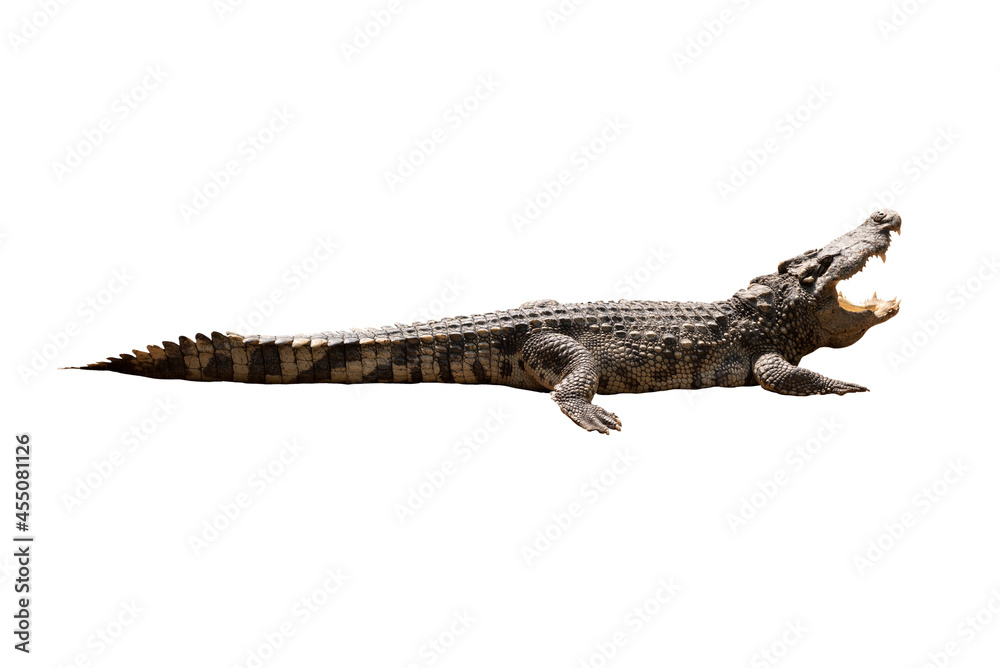 Close-up Large Crocodile image solated on white background. Close-up Large Crocodile image solated on white background.